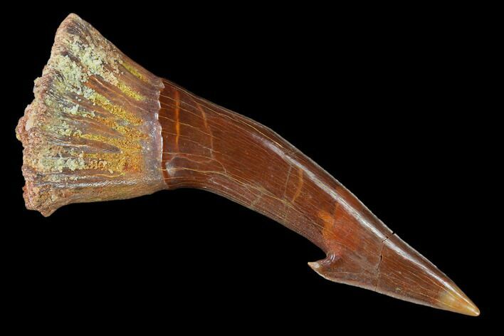 Fossil Sawfish (Onchopristis) Rostral Barb - Excellent Specimen #135004
